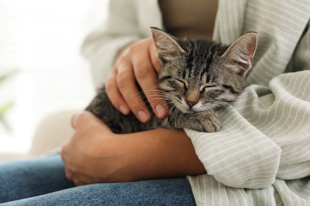 Kattunge på fang