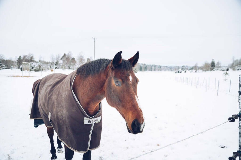 Hest med dekken i vinterlandskap