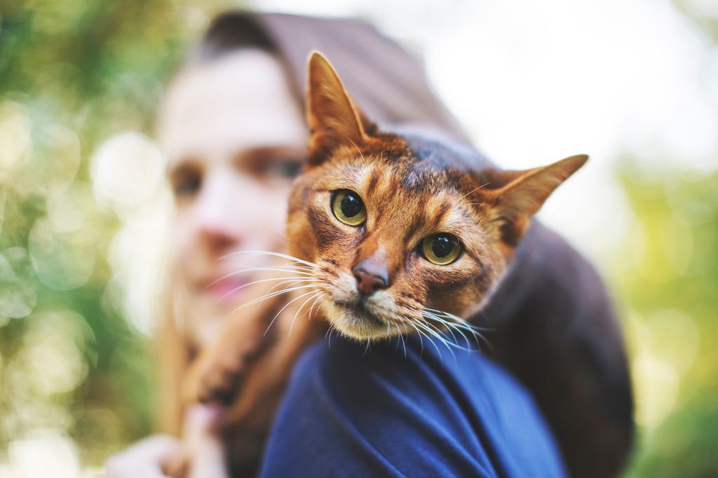 Katt som ligger på skuldrene til en dame