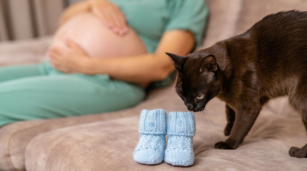 Katt som lukter på babytøfler