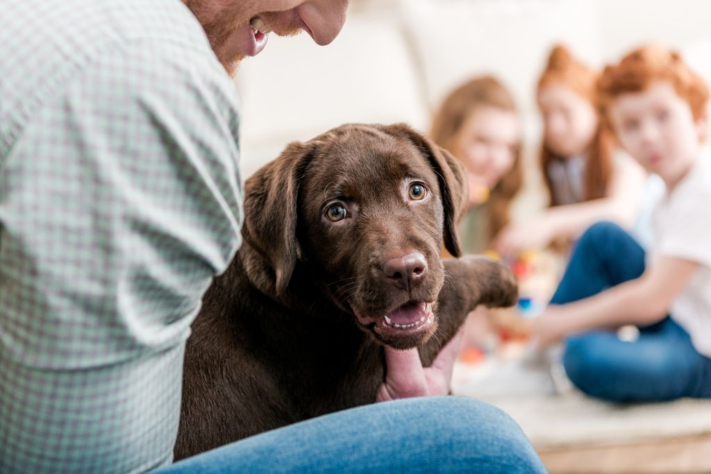 Hund som sitter på fanget til en person