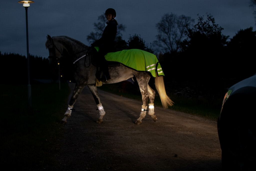 Hest med refleks i trafikken på bilvei