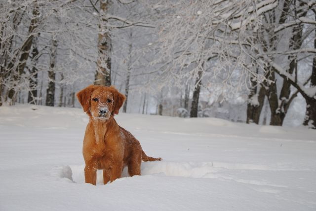 Hund i snø