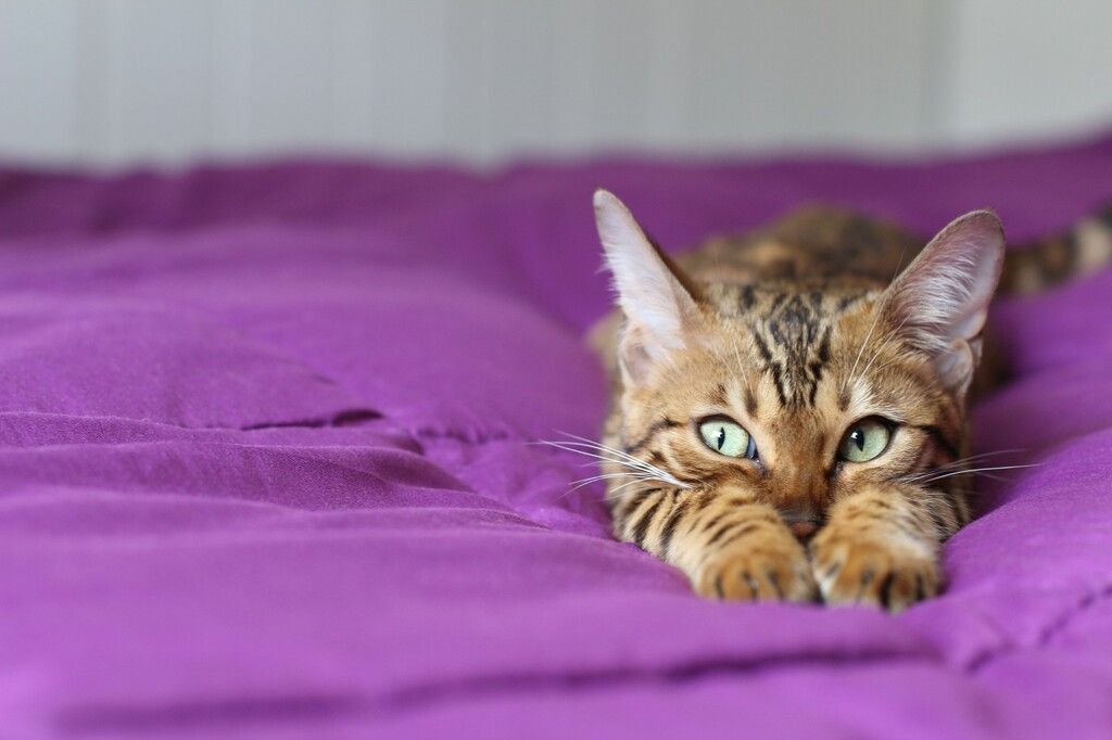 Katt som ligger i en lilla seng