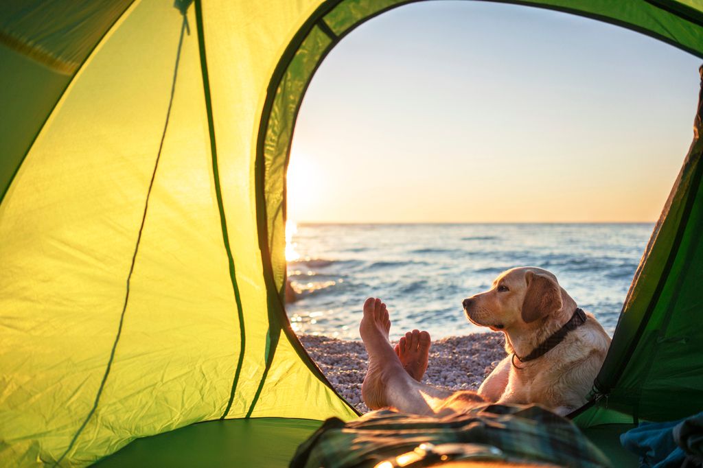 Hund og eier som ligger i et grønt telt på stranden.