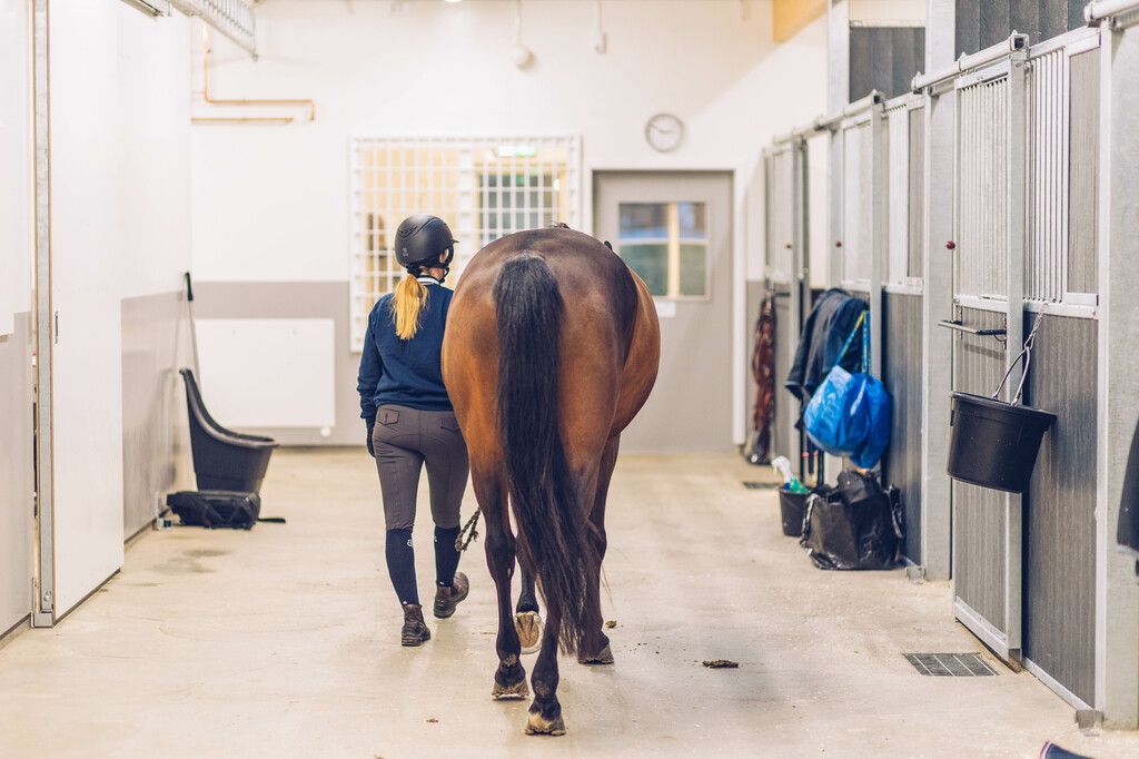 Hest som blir leid i en stall