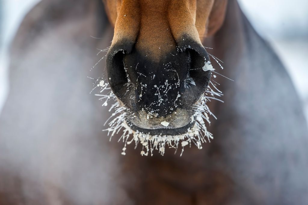 Hestemule i frost