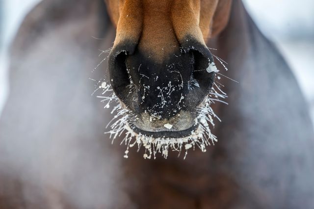 Hestemule i frost