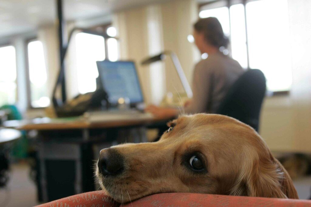 Hund på kontor