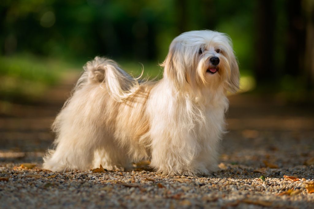 Bichon havanais poserer