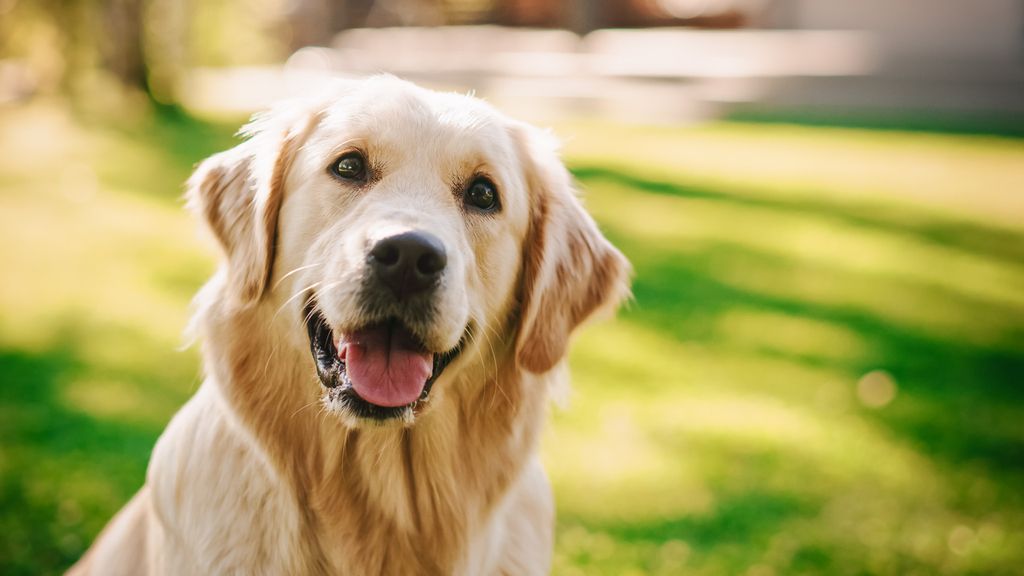 Golden retriever smiler mot kamera