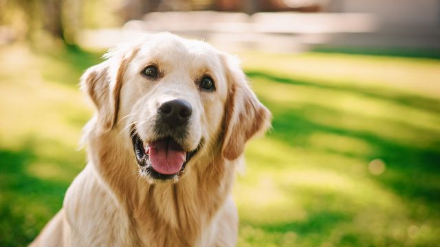Golden retriever smiler mot kamera