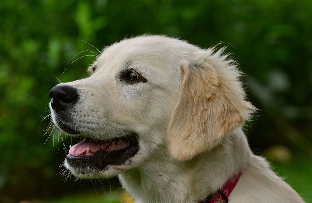 Golden retriever-valp utendørs