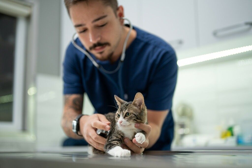 Veterinær og katt