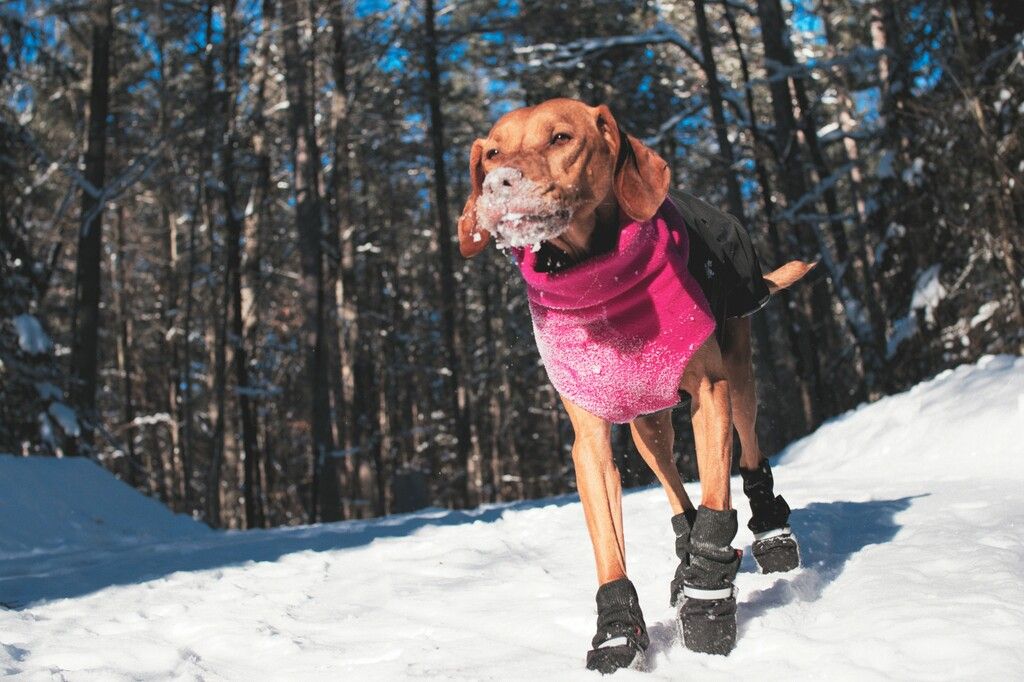 Hund i snøen med dekken og potesokker