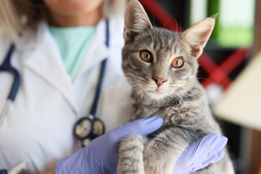 Veterinær som holder en katt