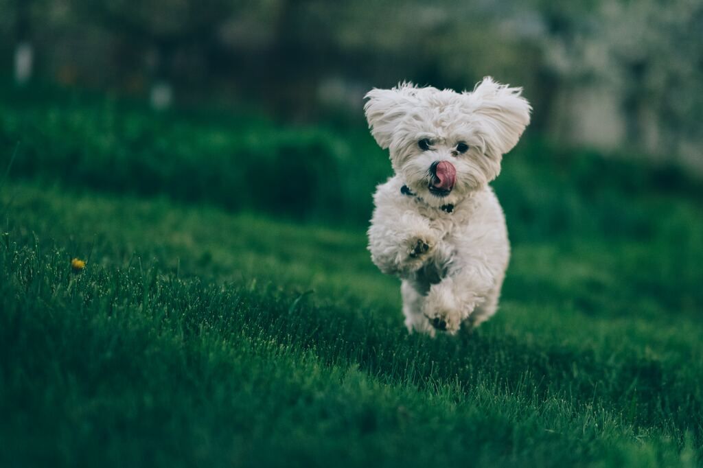 En hoppende glad hund på en gressplen