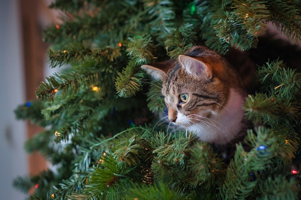 En katt sitter inne i et juletre