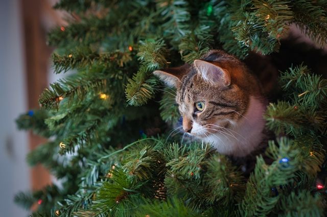 En katt sitter inne i et juletre