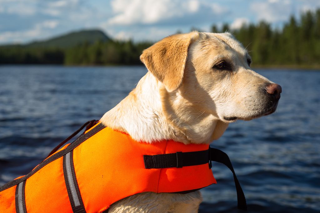 Labrador på båt med redningsvest