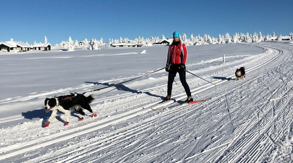 Hund og eier på skitur