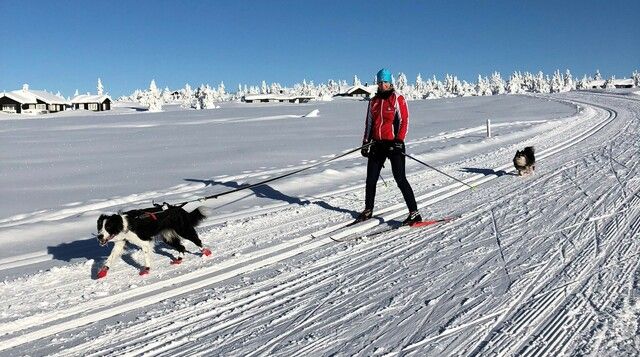 Hund og eier på skitur