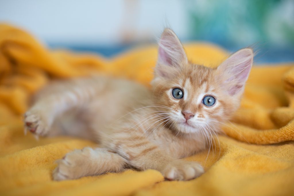 Kattunge