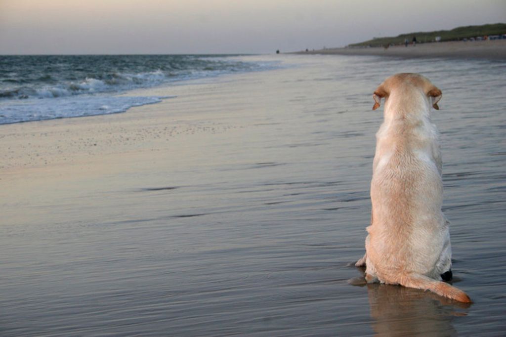 En gammel hund som sitter på stranden med ryggen til