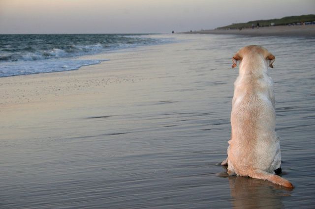 En gammel hund som sitter på stranden med ryggen til