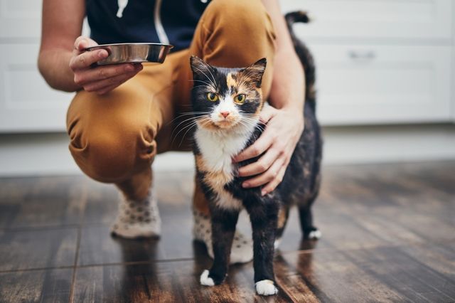 Eier som sitter på huk med matskål ved siden av en tricolor-katt