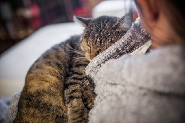 En stripete katt som sover på brystet til en dame.