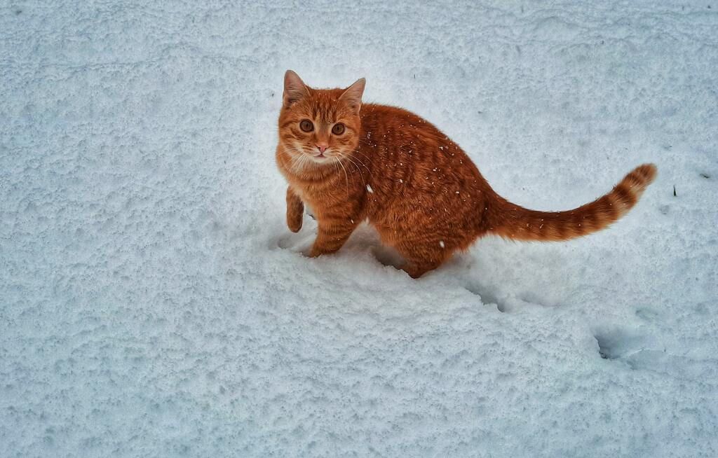 Oransje katt i snøen