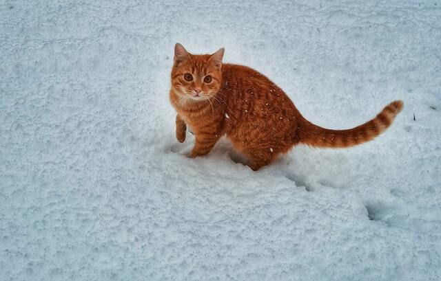 Oransje katt i snøen