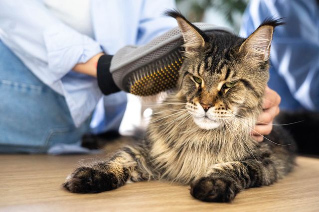 Maine coon katt som blir børstet