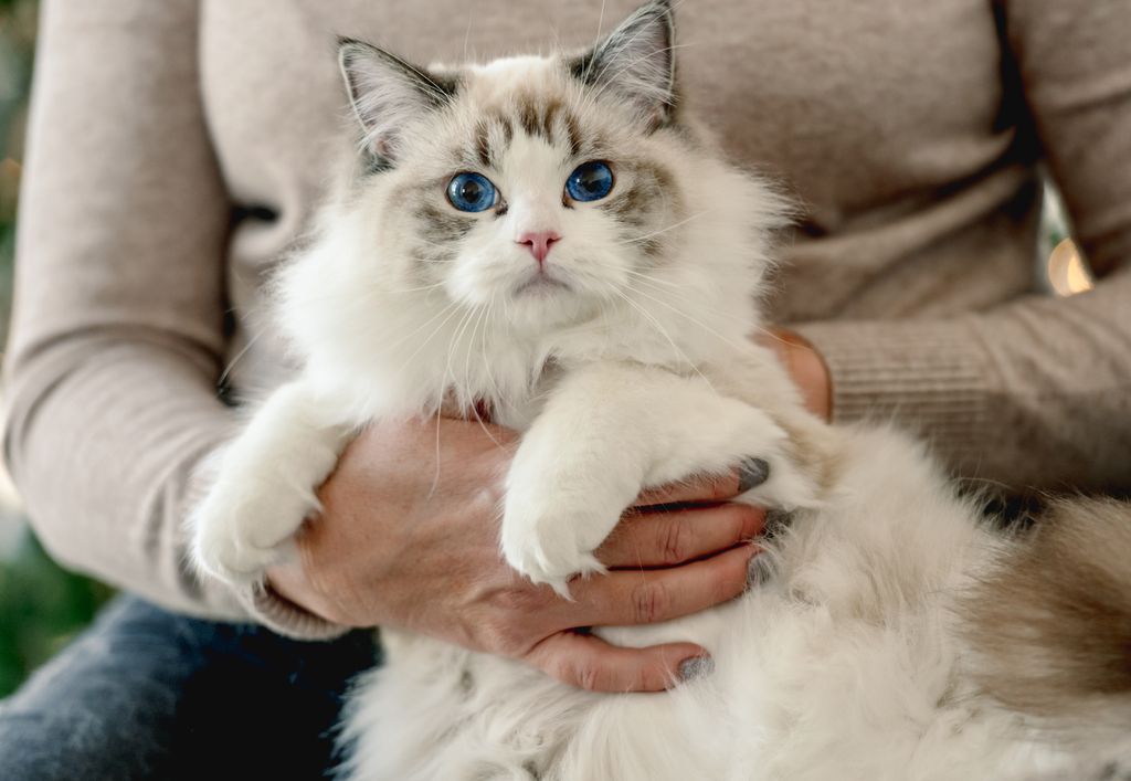 Ragdoll-katt som sitter på fanget