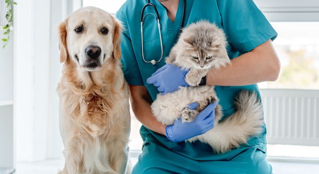 Hund og katt hos veterinæren