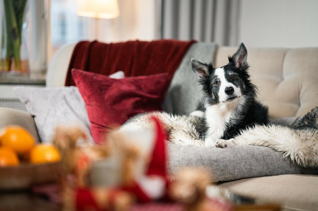 Hund i sofa