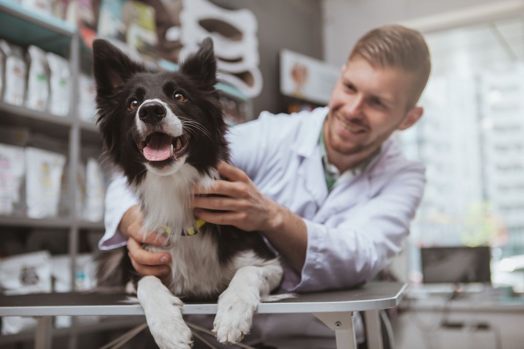Border collie hos veterinæren