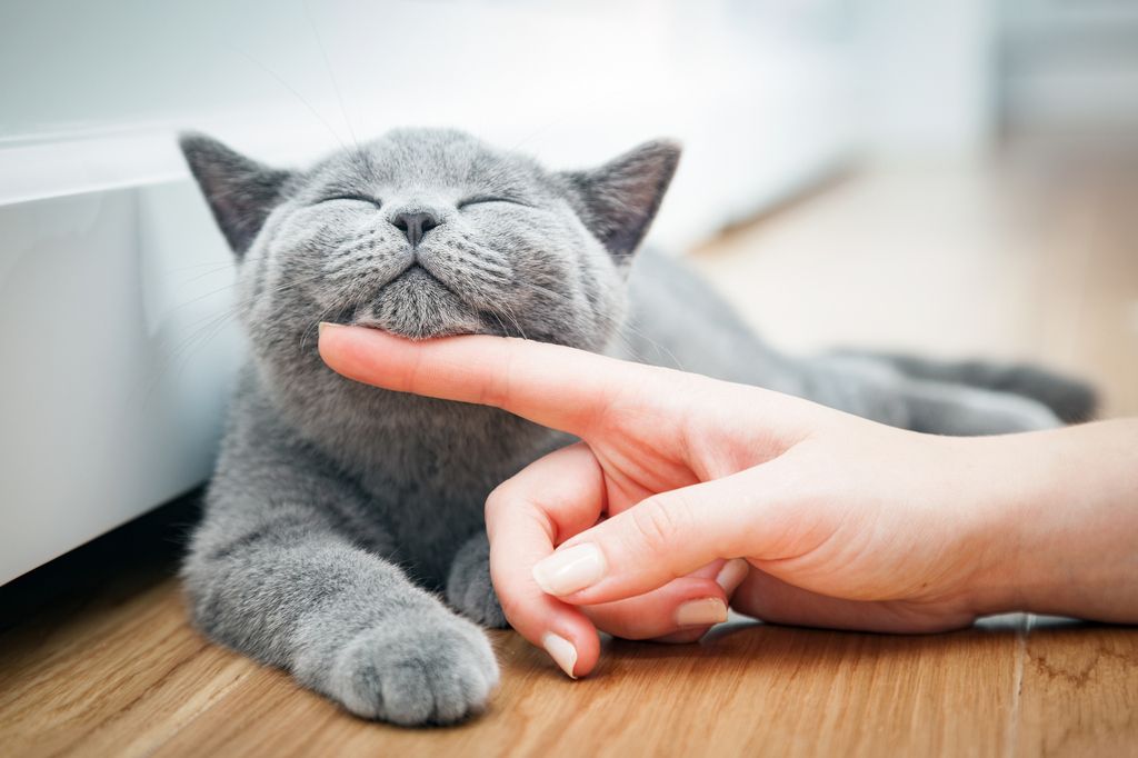 Grå katt som lener seg på en hånd