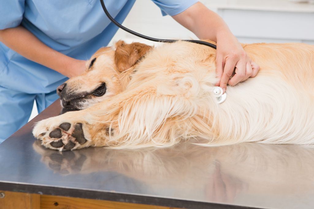 Hund hos veterinæren