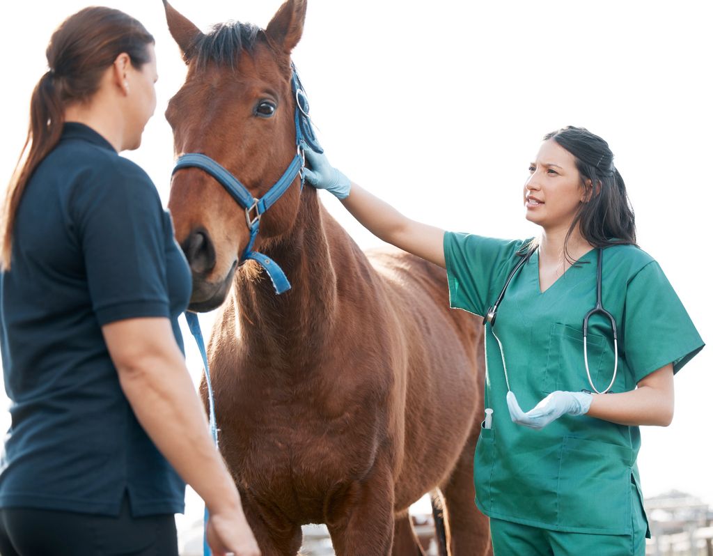 Veterinær som undersøker en hest