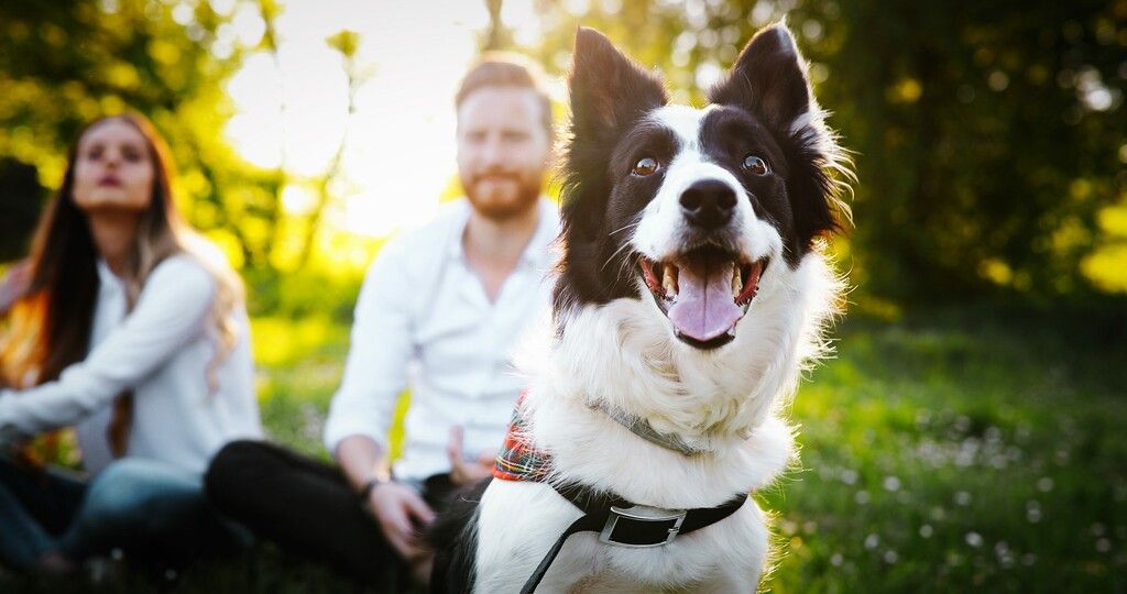 Border collie som sitter i en park med en dame og en mann