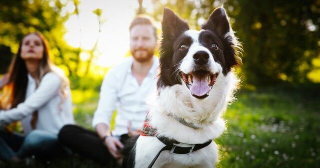 Border collie som sitter i en park med en dame og en mann