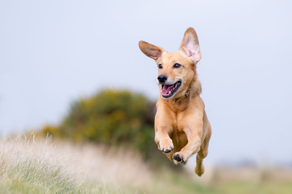 Hund som løper ute på gresset