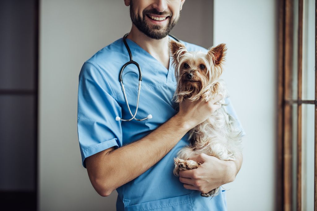 Veterinær som holder en hund på armen