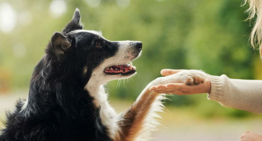 Border collie som gir labb til en dame.