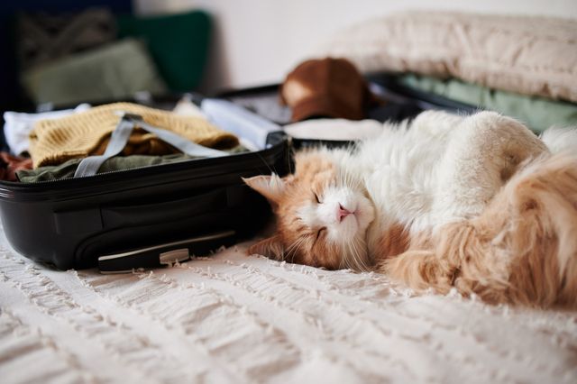 Katt som på en seng ved siden av en åpen koffert.