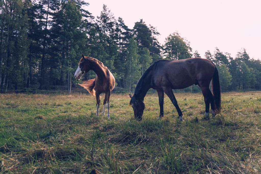 Hest ute på beite