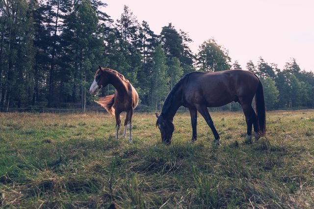 Hest ute på beite