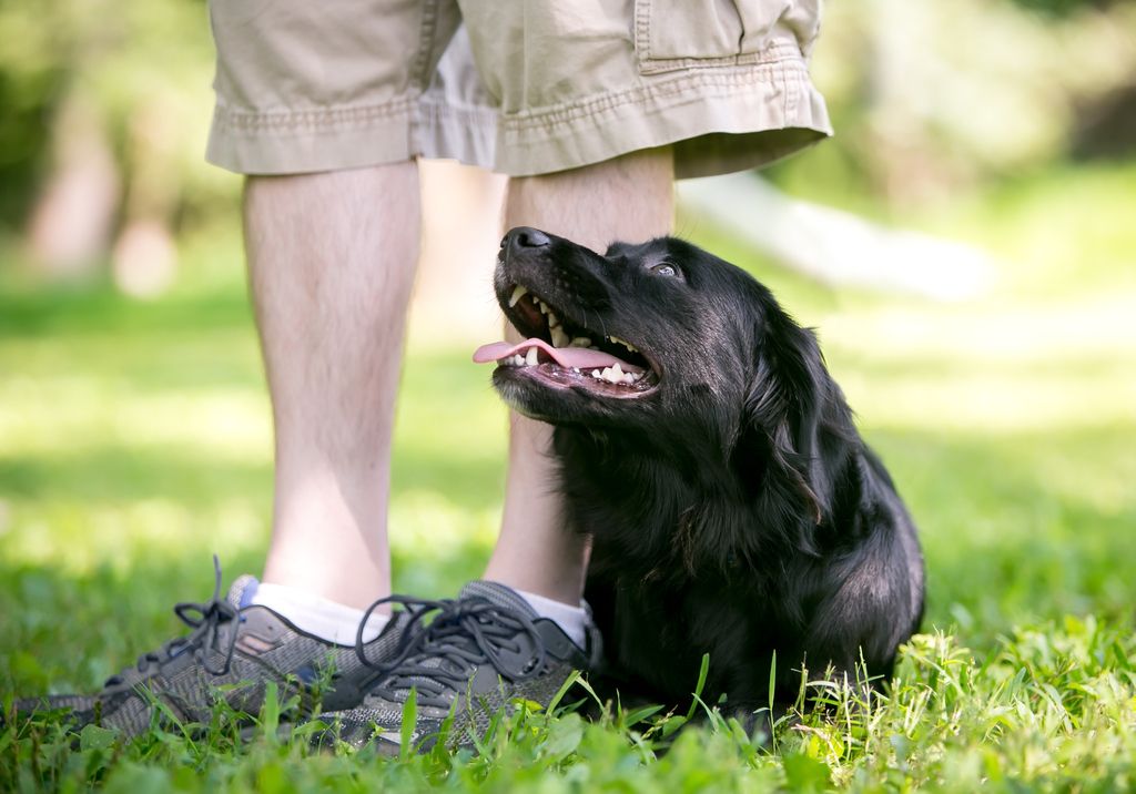 Sort hund som ligger i gressev ved siden av en persons ben